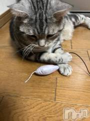 新潟デリヘル五十路マダム新潟店(カサブランカグループ)(イソジマダムニイガタテン) 夏目みな(51)の11月17日写メブログ「スマホ」