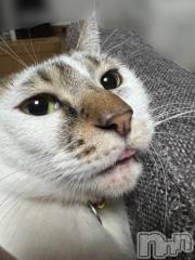 新潟デリヘル五十路マダム新潟店(カサブランカグループ)(イソジマダムニイガタテン) 夏目みな(51)の12月31日写メブログ「しまい忘れ」