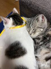 新潟デリヘル五十路マダム新潟店(カサブランカグループ)(イソジマダムニイガタテン) 夏目みな(51)の1月1日写メブログ「あの音」