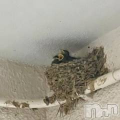 新潟デリヘル五十路マダム新潟店(カサブランカグループ)(イソジマダムニイガタテン) 夏目みな(51)の5月17日写メブログ「そういえば」