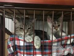 新潟デリヘル五十路マダム新潟店(カサブランカグループ)(イソジマダムニイガタテン) 夏目みな(51)の8月10日写メブログ「わかる」