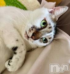 新潟デリヘル五十路マダム新潟店(カサブランカグループ)(イソジマダムニイガタテン) 夏目みな(52)の10月25日写メブログ「くっついて」