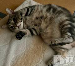 新潟デリヘル五十路マダム新潟店(カサブランカグループ)(イソジマダムニイガタテン) 夏目みな(51)の11月28日写メブログ「うんうん」