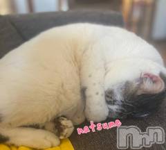 新潟デリヘル五十路マダム新潟店(カサブランカグループ)(イソジマダムニイガタテン) 夏目みな(51)の4月9日写メブログ「お花見」