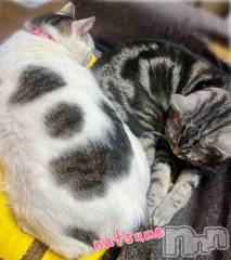 新潟デリヘル五十路マダム新潟店(カサブランカグループ)(イソジマダムニイガタテン) 夏目みな(51)の4月10日写メブログ「ぽかぽか」