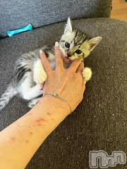 新潟デリヘル五十路マダム新潟店(カサブランカグループ)(イソジマダムニイガタテン) 夏目みな(51)の7月9日写メブログ「傷だらけ」