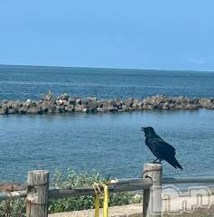 新潟デリヘル五十路マダム新潟店(カサブランカグループ)(イソジマダムニイガタテン) 夏目みな(51)の9月19日写メブログ「お月見から葡萄」