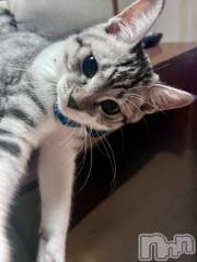 新潟デリヘル五十路マダム新潟店(カサブランカグループ)(イソジマダムニイガタテン) 夏目みな(51)の9月29日写メブログ「やられた」