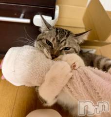 新潟デリヘル五十路マダム新潟店(カサブランカグループ)(イソジマダムニイガタテン) 夏目みな(51)の3月11日写メブログ「いつになったら」