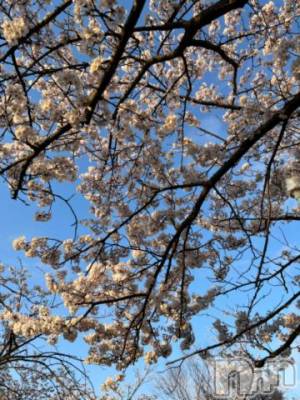 新潟デリヘル 五十路マダム新潟店(カサブランカグループ)(イソジマダムニイガタテン) 夏目みな(51)の4月4日写メブログ「今日も」