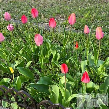 新潟デリヘル 五十路マダム新潟店(カサブランカグループ)(イソジマダムニイガタテン) 夏目みな(51)の4月13日写メブログ「[お題]from:幸せであってほしいさん」