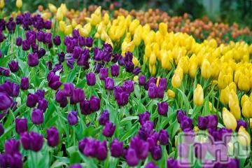 新潟デリヘル 五十路マダム新潟店(カサブランカグループ)(イソジマダムニイガタテン) 夏目みな(51)の4月21日写メブログ「今日…」