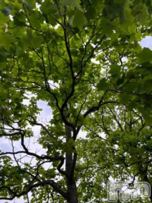 新潟デリヘル 五十路マダム新潟店(カサブランカグループ)(イソジマダムニイガタテン) 夏目みな(51)の5月28日写メブログ「おはようございます」