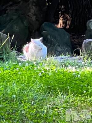 新潟デリヘル 五十路マダム新潟店(カサブランカグループ)(イソジマダムニイガタテン) 夏目みな(51)の7月10日写メブログ「おはようございます」