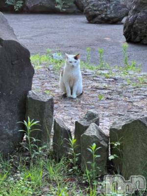 新潟デリヘル 五十路マダム新潟店(カサブランカグループ)(イソジマダムニイガタテン) 夏目みな(51)の7月22日写メブログ「暑い…」
