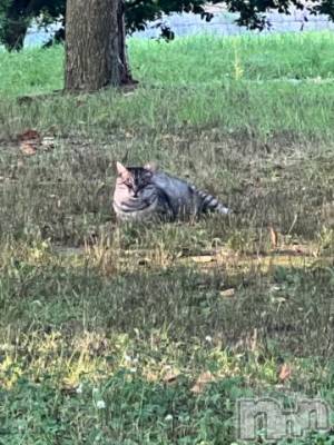 新潟デリヘル 五十路マダム新潟店(カサブランカグループ)(イソジマダムニイガタテン) 夏目みな(51)の7月30日写メブログ「おはようございます」