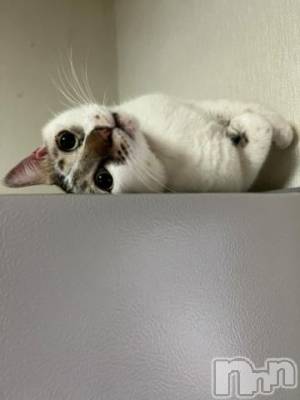 新潟デリヘル 五十路マダム新潟店(カサブランカグループ)(イソジマダムニイガタテン) 夏目みな(51)の9月27日写メブログ「おはようございます」