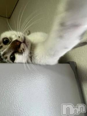 新潟デリヘル 五十路マダム新潟店(カサブランカグループ)(イソジマダムニイガタテン) 夏目みな(51)の9月29日写メブログ「おはようございます」