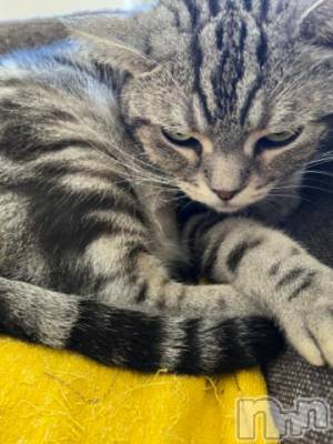 新潟デリヘル 五十路マダム新潟店(カサブランカグループ)(イソジマダムニイガタテン) 夏目みな(51)の10月3日写メブログ「おはようございます」