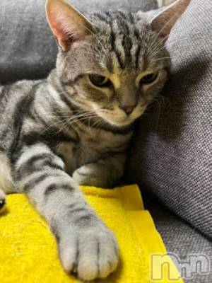 新潟デリヘル 五十路マダム新潟店(カサブランカグループ)(イソジマダムニイガタテン) 夏目みな(51)の10月15日写メブログ「おはようございます」