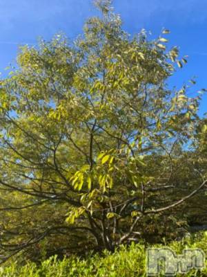 新潟デリヘル 五十路マダム新潟店(カサブランカグループ)(イソジマダムニイガタテン) 夏目みな(51)の10月16日写メブログ「おはようございます」