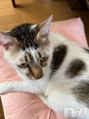 新潟デリヘル 五十路マダム新潟店(カサブランカグループ)(イソジマダムニイガタテン) 夏目みな(51)の10月20日写メブログ「こんにちは」