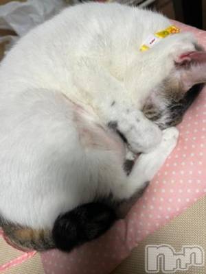 新潟デリヘル 五十路マダム新潟店(カサブランカグループ)(イソジマダムニイガタテン) 夏目みな(51)の10月26日写メブログ「おはようございます」