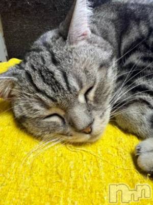 新潟デリヘル 五十路マダム新潟店(カサブランカグループ)(イソジマダムニイガタテン) 夏目みな(51)の11月1日写メブログ「おはようございます」