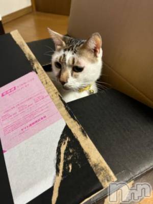 新潟人妻デリヘル 五十路マダム新潟店(カサブランカグループ)(イソジマダムニイガタテン) 夏目みな(48)の11月18日写メブログ「おやすみなさい」