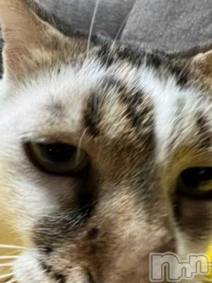 新潟デリヘル 五十路マダム新潟店(カサブランカグループ)(イソジマダムニイガタテン) 夏目みな(51)の12月8日写メブログ「近い近い」