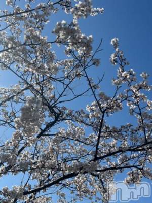 新潟デリヘル 五十路マダム新潟店(カサブランカグループ)(イソジマダムニイガタテン) 夏目みな(51)の4月12日写メブログ「今年初」