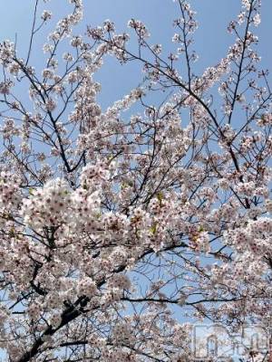 新潟デリヘル 五十路マダム新潟店(カサブランカグループ)(イソジマダムニイガタテン) 夏目みな(51)の4月17日写メブログ「お花見」