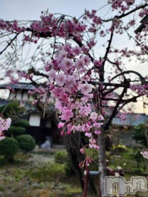 新潟デリヘル 五十路マダム新潟店(カサブランカグループ)(イソジマダムニイガタテン) 夏目みな(51)の4月18日写メブログ「今日も」