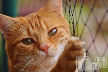 新潟デリヘル 五十路マダム新潟店(カサブランカグループ)(イソジマダムニイガタテン) 夏目みな(51)の6月5日写メブログ「人懐っこい子」