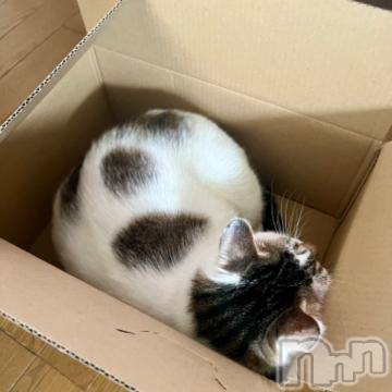 新潟デリヘル 五十路マダム新潟店(カサブランカグループ)(イソジマダムニイガタテン) 夏目みな(51)の6月28日写メブログ「うちの子たち」