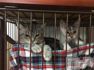 新潟デリヘル 五十路マダム新潟店(カサブランカグループ)(イソジマダムニイガタテン) 夏目みな(51)の8月10日写メブログ「わかる」