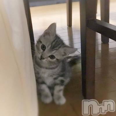 新潟デリヘル 五十路マダム新潟店(カサブランカグループ)(イソジマダムニイガタテン) 夏目みな(51)の12月7日写メブログ「かわいいは正義…！」