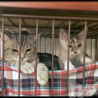 新潟デリヘル 五十路マダム新潟店(カサブランカグループ)(イソジマダムニイガタテン) 夏目みな(51)の1月16日写メブログ「[お題]from:レッドキャッスルさん」