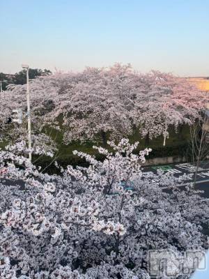 新潟デリヘル 五十路マダム新潟店(カサブランカグループ)(イソジマダムニイガタテン) 夏目みな(51)の3月27日写メブログ「さくらの日」