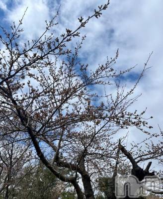 新潟デリヘル 五十路マダム新潟店(カサブランカグループ)(イソジマダムニイガタテン) 夏目みな(51)の4月4日写メブログ「まだまだだ」