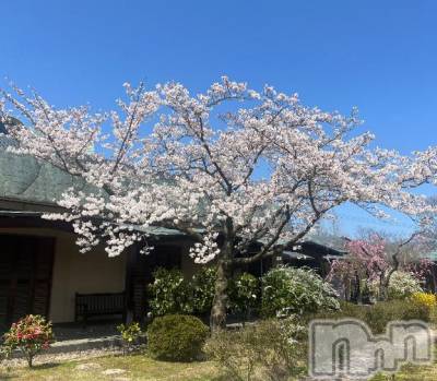 新潟デリヘル 五十路マダム新潟店(カサブランカグループ)(イソジマダムニイガタテン) 夏目みな(51)の4月13日写メブログ「見納め？」