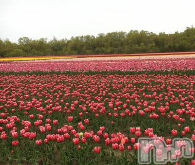 新潟デリヘル 五十路マダム新潟店(カサブランカグループ)(イソジマダムニイガタテン) 夏目みな(51)の5月6日写メブログ「いつかの…」