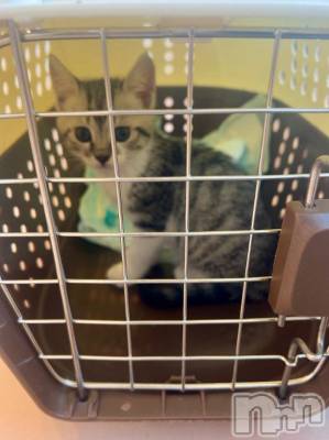 新潟デリヘル 五十路マダム新潟店(カサブランカグループ)(イソジマダムニイガタテン) 夏目みな(51)の7月16日写メブログ「[お題]from:ひまーさん」