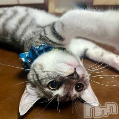 新潟デリヘル 五十路マダム新潟店(カサブランカグループ)(イソジマダムニイガタテン) 夏目みな(51)の9月17日写メブログ「猫生初」