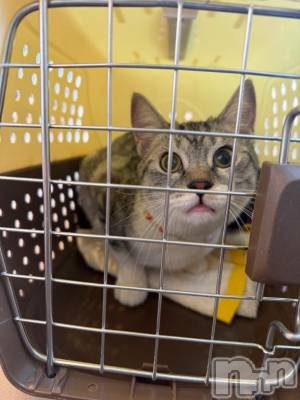 新潟デリヘル 五十路マダム新潟店(カサブランカグループ)(イソジマダムニイガタテン) 夏目みな(51)の1月16日写メブログ「にゃー(ΦωΦ) 」