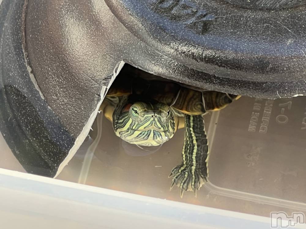 ʥå륺СʥåBar Peace(ʥåС ԡ) 118̥֥🐢⸒⸒