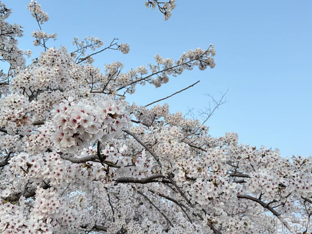 ����������ʥå��������륺�С����ʥå�Bar Peace(���ʥå��С� �ԡ���) ����4��14���̥�֥�����🌸💗��