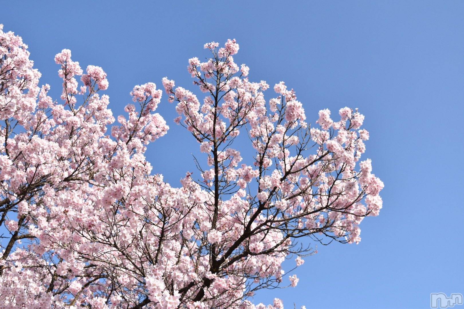 ʥå륺СʥåBar Peace(ʥåС ԡ) 2025ǯ45̥֥🍡
