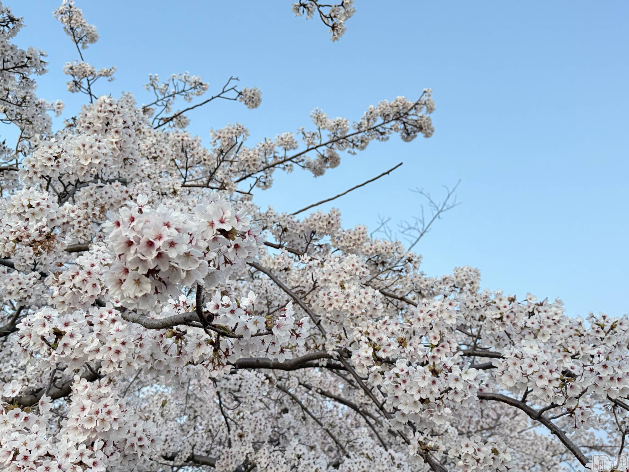 ����������ʥå��������륺�С����ʥå�Bar Peace(���ʥå��С� �ԡ���) ��2026ǯ4��14���̥�֥�����🌸💗��