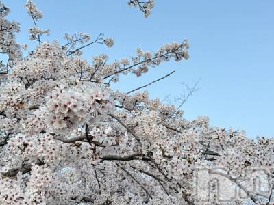 ����������ʥå��������륺�С����ʥå�Bar Peace(���ʥå��С� �ԡ���) ����4��14���̥�֥�����🌸💗��